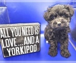Puppy 3 YorkiePoo