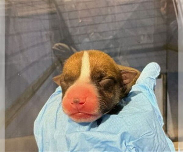 Medium Photo #1 Chihuahua Puppy For Sale in San Bernardino, CA, USA