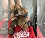 Small Photo #19 Boxer Puppy For Sale in HASLETT, MI, USA