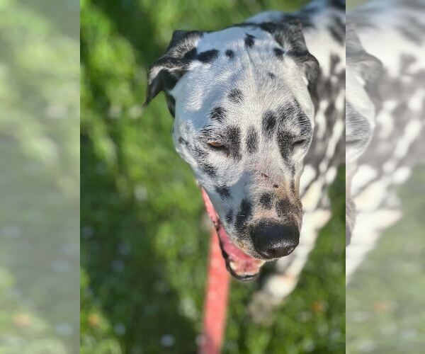 Medium Photo #5 Dalmatian Puppy For Sale in GILBERTS, IL, USA