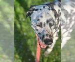 Small #4 Dalmatian