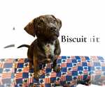 Small #4 Labrador Retriever Mix