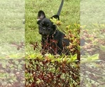 Small #12 French Bulldog