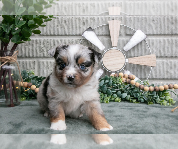 Medium Photo #19 Miniature Australian Shepherd Puppy For Sale in BALTIC, OH, USA