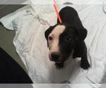Small American Pit Bull Terrier Mix