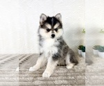Small #1 Pomsky