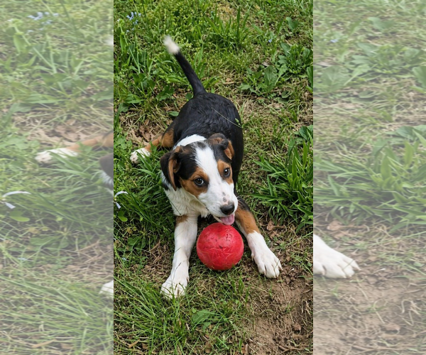 Medium Photo #2 Border Collie-Jack Russell Terrier Mix Puppy For Sale in Mt. Laurel, NJ, USA