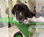 Small #5 German Shorthaired Pointer