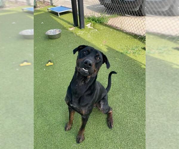 Medium Photo #3 Rottweiler-Unknown Mix Puppy For Sale in Pasadena, TX, USA