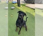 Small Photo #3 Rottweiler-Unknown Mix Puppy For Sale in Pasadena, TX, USA