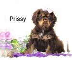 Puppy Prissy Great Dane