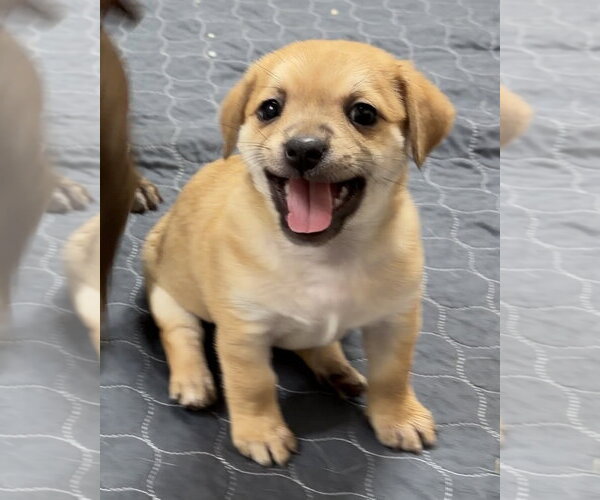 Medium Photo #1 Daug Puppy For Sale in Green Forest, AR, USA