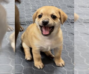 Daug Dogs for adoption in Green Forest, AR, USA