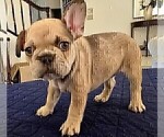 Small #8 French Bulldog
