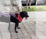 Small Photo #9 Border Collie-Catahoula Leopard Dog Mix Puppy For Sale in Oakhurst, NJ, USA