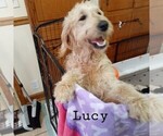 Small Photo #2 Labradoodle Puppy For Sale in SALUDA, SC, USA
