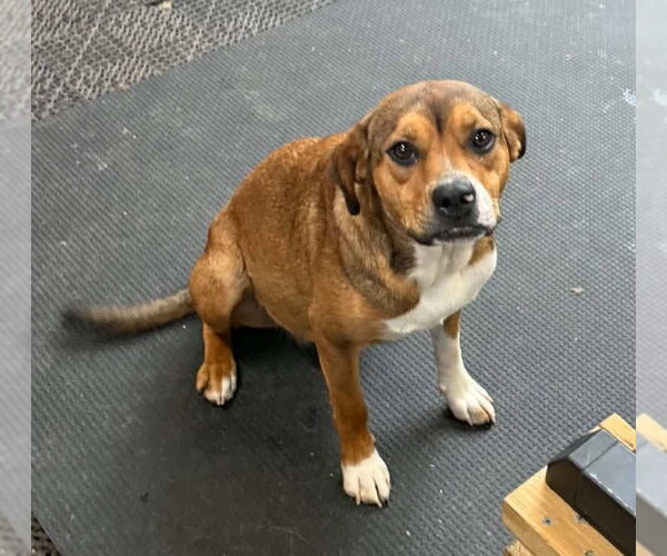 Medium Photo #2 Mutt Puppy For Sale in Columbus, IN, USA