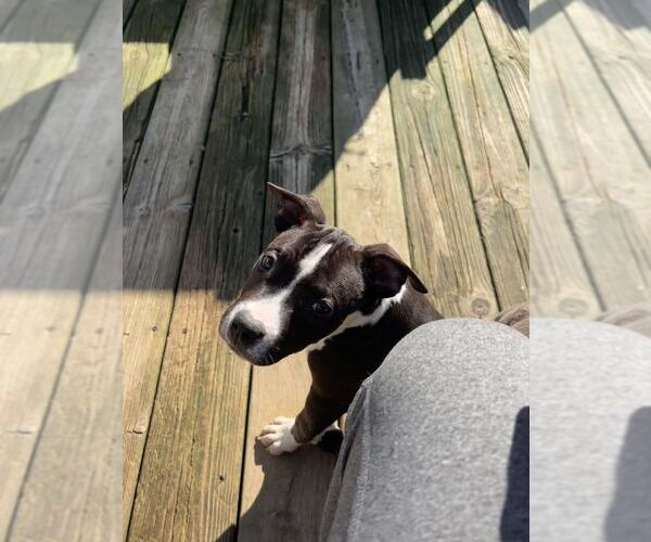 Medium Photo #3 American Pit Bull Terrier-Unknown Mix Puppy For Sale in Belleville, MI, USA