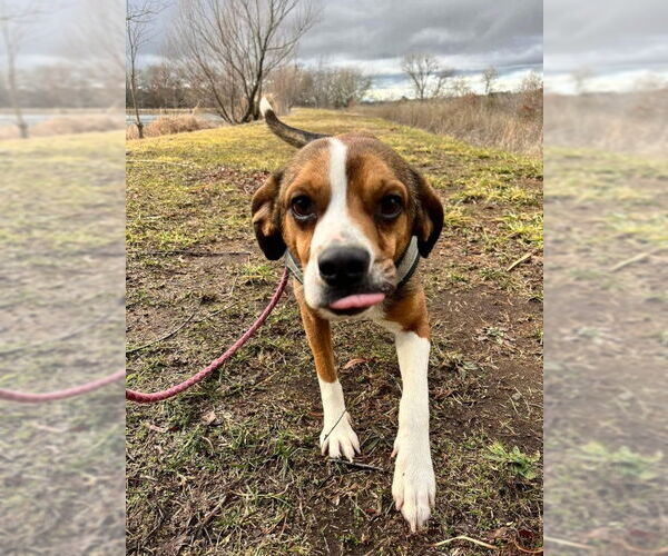 Medium Photo #2 Beagle-Unknown Mix Puppy For Sale in Mountain View, AR, USA