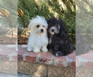Maltipoo Puppy for Sale in TEMECULA, California USA