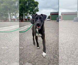 Medium Labrador Retriever Mix