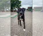 Small Labrador Retriever Mix