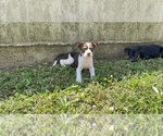 Small Photo #6 Shepradors Puppy For Sale in DETROIT, MI, USA