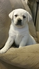 Labrador Retriever Puppy for sale in HUNTINGDON, PA, USA