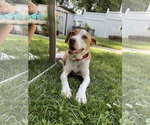 Small #24 Labrador Retriever Mix