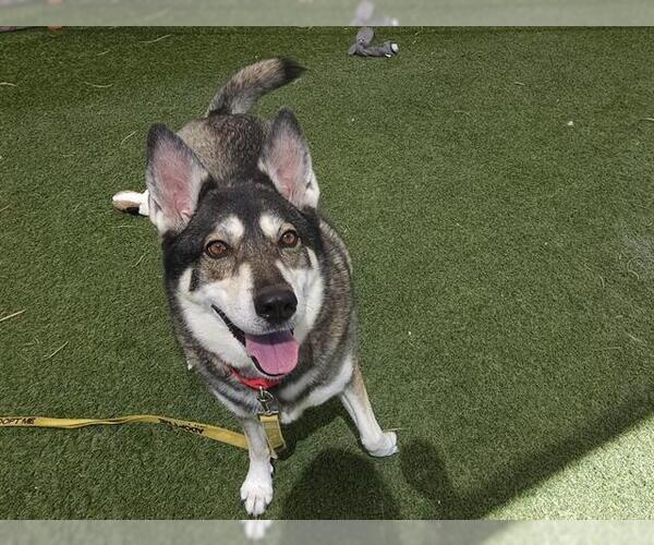 Medium Photo #2 Siberian Husky-Unknown Mix Puppy For Sale in Las Vegas, NV, USA