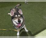 Small #1 Siberian Husky Mix