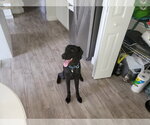 Small #1 Labrador Retriever