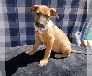 Mutt Dogs for adoption in Apple Valley, CA, USA