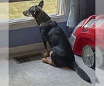 Small #8 Pembroke Welsh Corgi-Red Heeler Mix