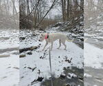 Small #18 Boxer Mix