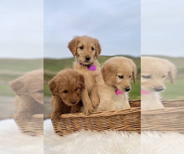 Medium Photo #3 Goldendoodle Puppy For Sale in PORTERVILLE, CA, USA