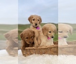 Small Photo #3 Goldendoodle Puppy For Sale in PORTERVILLE, CA, USA