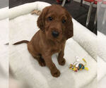 Small Photo #1 Irish Setter Puppy For Sale in KINGWOOD, TX, USA