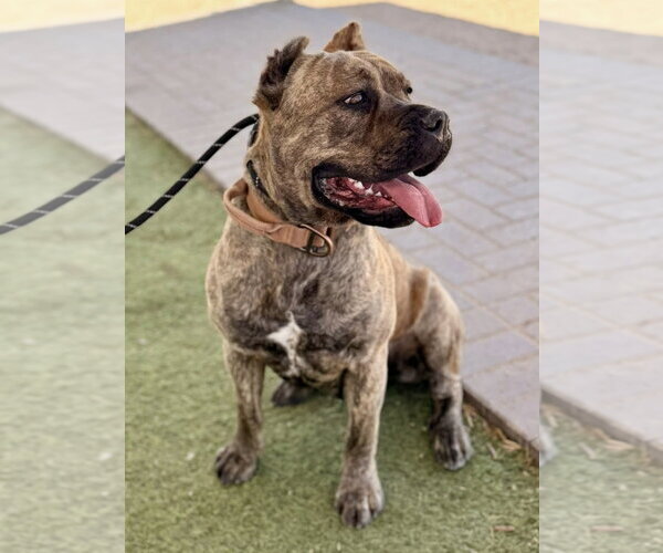 Medium Photo #3 Mutt Puppy For Sale in Goodyear, AZ, USA