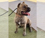 Small #2 Mutt