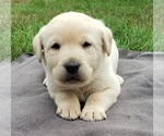 Small Photo #19 Labrador Retriever Puppy For Sale in OLYMPIA, WA, USA