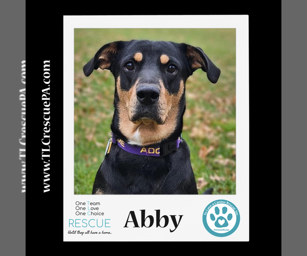 Medium Photo #6 Mutt Puppy For Sale in Kimberton, PA, USA