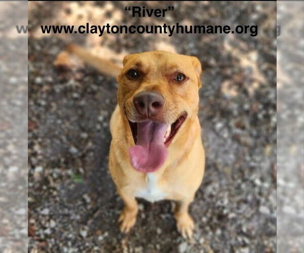 Medium Photo #4 Labrador Retriever-Rhodesian Ridgeback Mix Puppy For Sale in McDonough, GA, USA