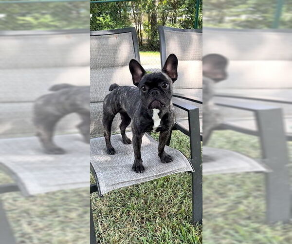 Medium Photo #12 French Bulldog Puppy For Sale in Weston, FL, USA