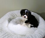 Small Photo #1 Cavalier King Charles Spaniel Puppy For Sale in COOKEVILLE, TN, USA