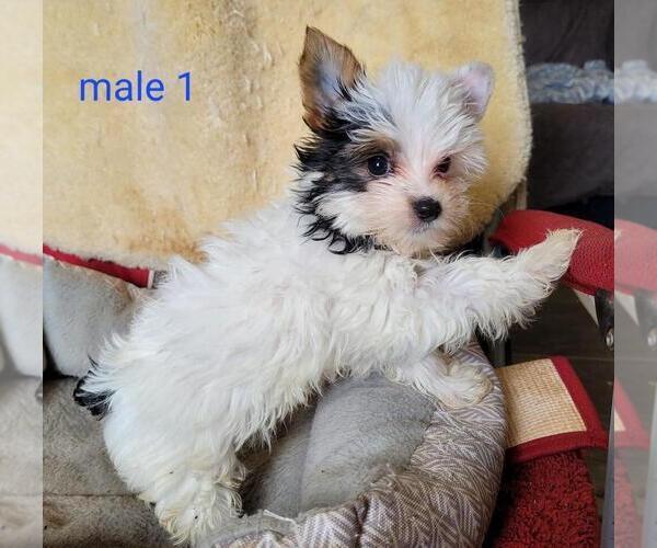Medium Photo #4 Yorkshire Terrier Puppy For Sale in CONKLIN, NY, USA