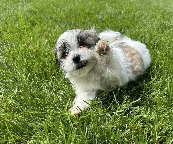 Medium Photo #3 Mal-Shi Puppy For Sale in ROGERS, MN, USA