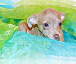 Puppy Elvin Chihuahua