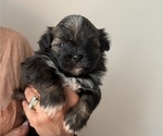 Puppy Puppy 4 CoCo Pomeranian-ShihPoo Mix