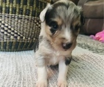 Small Photo #17 Miniature Australian Shepherd Puppy For Sale in TONASKET, WA, USA